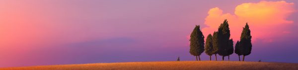 Beautiful nature countryside landscape; farm field and cypress trees over sunset sky